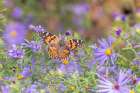 Painted Lady on Frikarts Aster-Marion County-Illinois Art Print